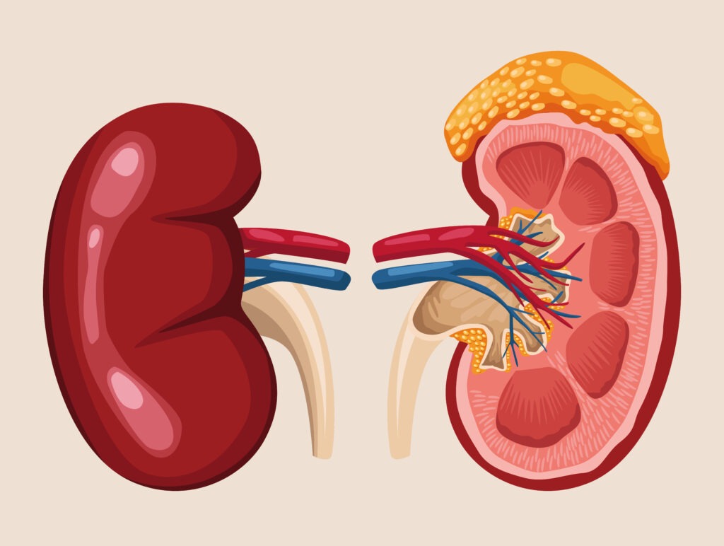 https://www.texaskidneycare.com/boerne/